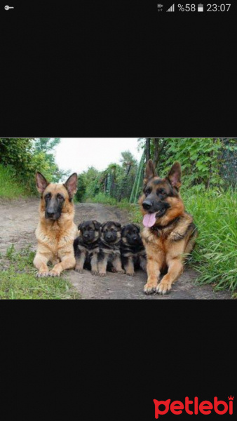 Alman Çoban Köpeği, Köpek  Cino fotoğrafı