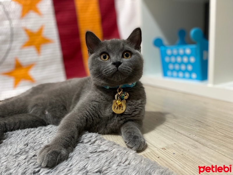 British Shorthair, Kedi  Pati fotoğrafı