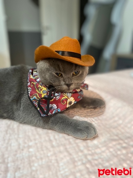 British Shorthair, Kedi  Pati fotoğrafı