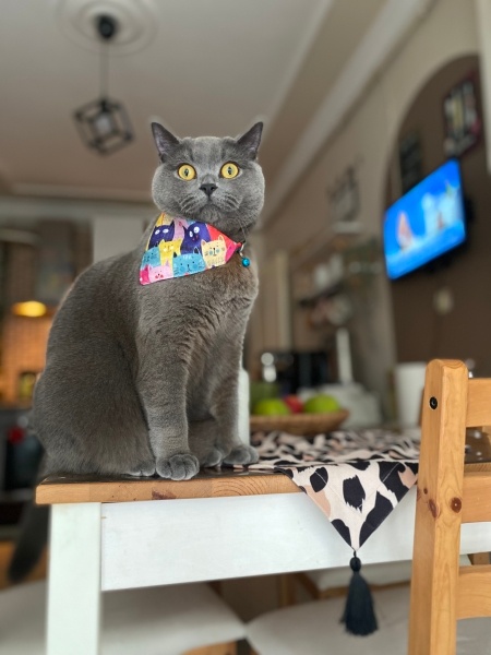 British Shorthair, Kedi  Pati fotoğrafı