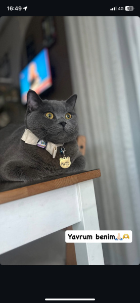 British Shorthair, Kedi  Pati fotoğrafı