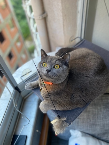 British Shorthair, Kedi  Pati fotoğrafı