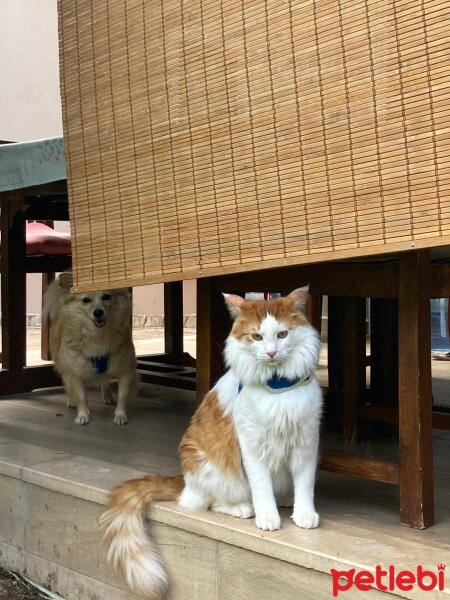 Norwegian Forest, Kedi  Leo fotoğrafı