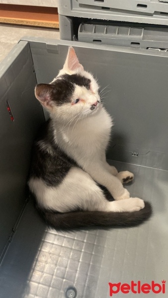 Tekir Kedi, Kedi  Tatlıses fotoğrafı