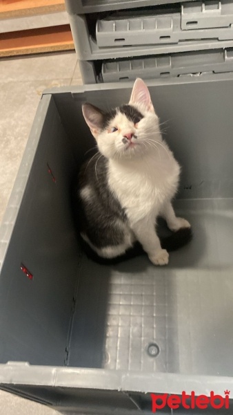 Tekir Kedi, Kedi  Tatlıses fotoğrafı