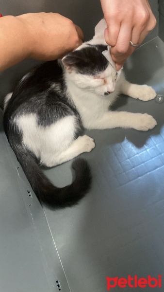 Tekir Kedi, Kedi  Tatlıses fotoğrafı