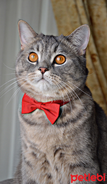 British Shorthair, Kedi  Duman fotoğrafı