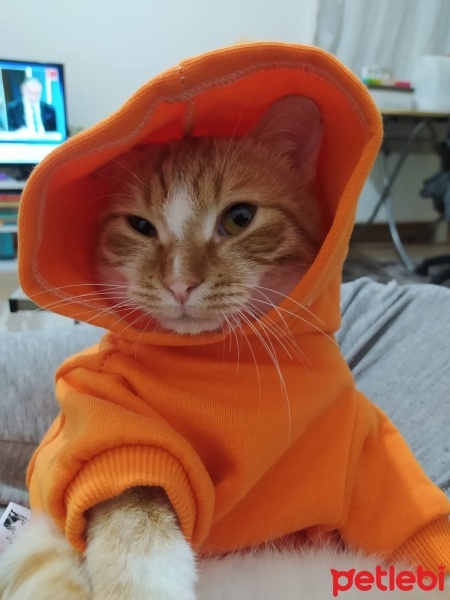 Tekir Kedi, Kedi  Mırmır fotoğrafı