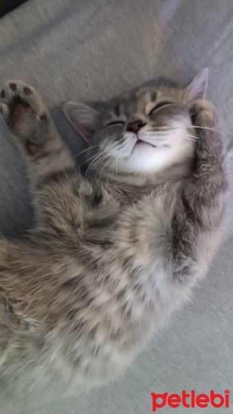 British Shorthair, Kedi  ZEUS fotoğrafı