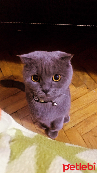 British Shorthair, Kedi  Zeytin fotoğrafı