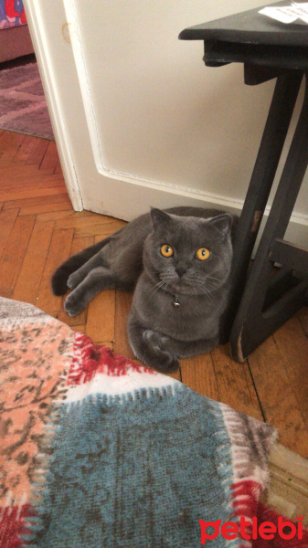 British Shorthair, Kedi  Zeytin fotoğrafı