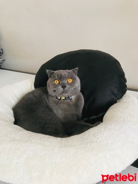 British Shorthair, Kedi  Zeytin fotoğrafı