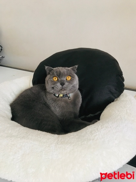 British Shorthair, Kedi  Zeytin fotoğrafı