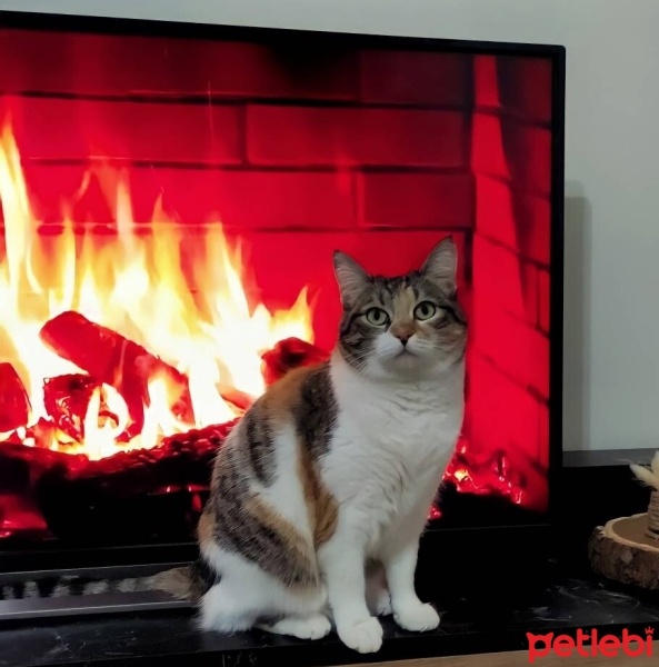 Tekir Kedi, Kedi  Pika fotoğrafı