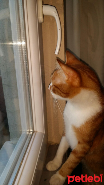 Tekir Kedi, Kedi  Limon fotoğrafı