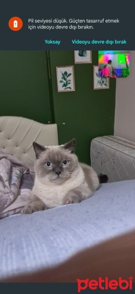 British Shorthair, Kedi  SEZAR fotoğrafı