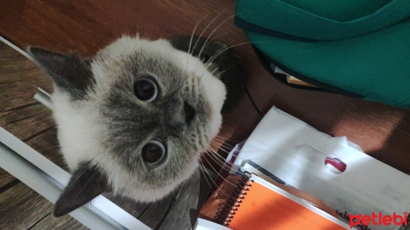 British Shorthair, Kedi  Eylül fotoğrafı