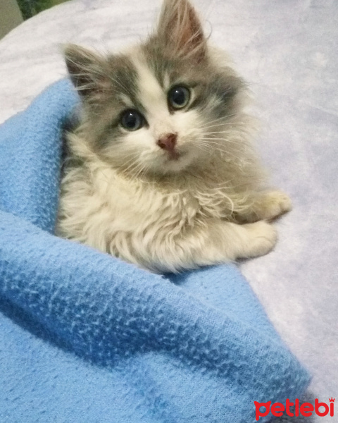 İran Kedisi (Persian), Kedi  Kirpik fotoğrafı