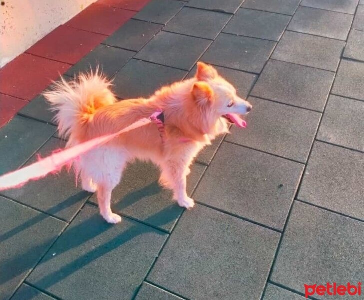 Pomeranyalı, Köpek  Gofret fotoğrafı