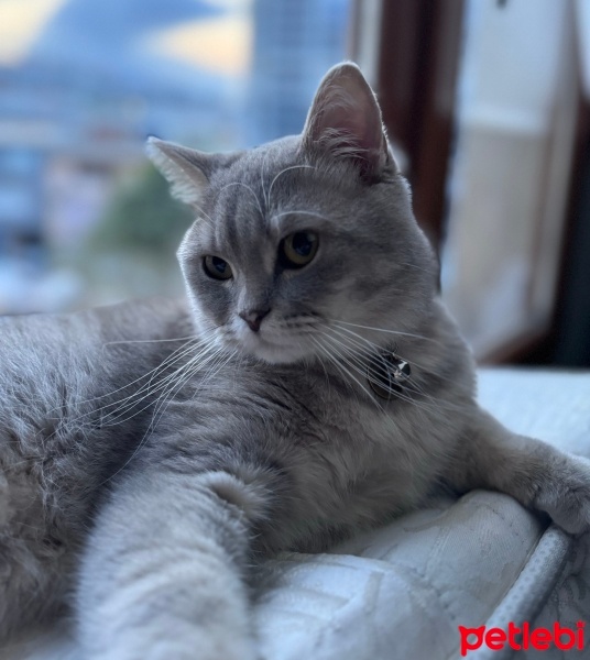 British Longhair, Kedi  Jelibon fotoğrafı