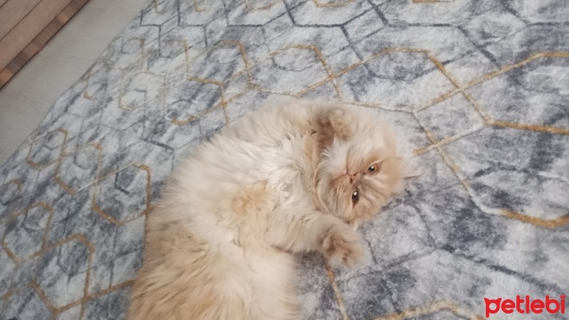 British Longhair, Kedi  Portakal fotoğrafı