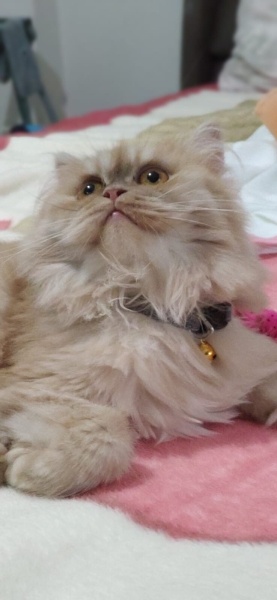 British Longhair, Kedi  Portakal fotoğrafı