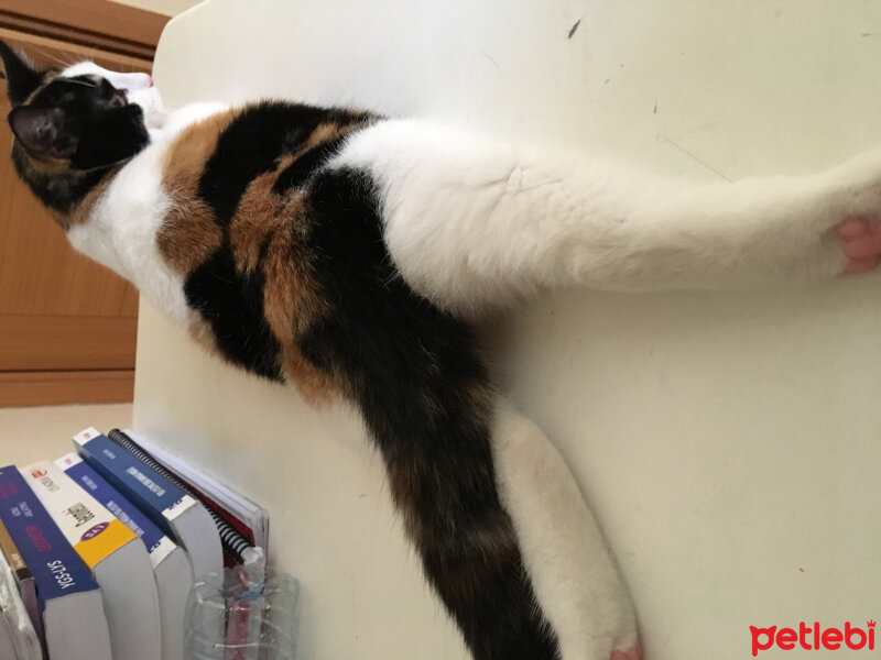 Tekir Kedi, Kedi  Lili fotoğrafı