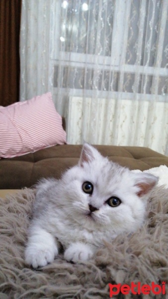 British Longhair, Kedi  Lila fotoğrafı