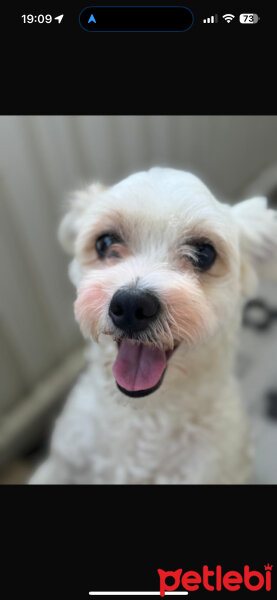 Maltese, Köpek  Şila fotoğrafı