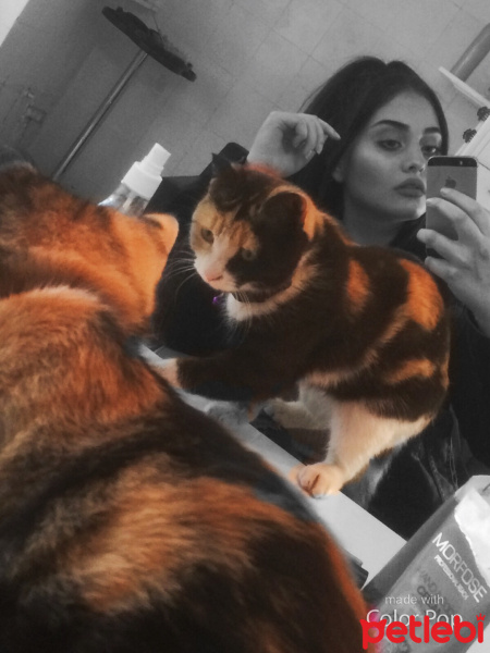 Tekir Kedi, Kedi  Kıtır  fotoğrafı