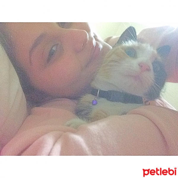 Tekir Kedi, Kedi  Kıtır  fotoğrafı