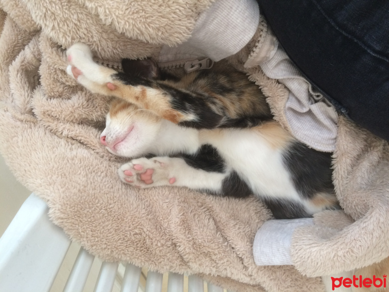 Tekir Kedi, Kedi  Kıtır  fotoğrafı