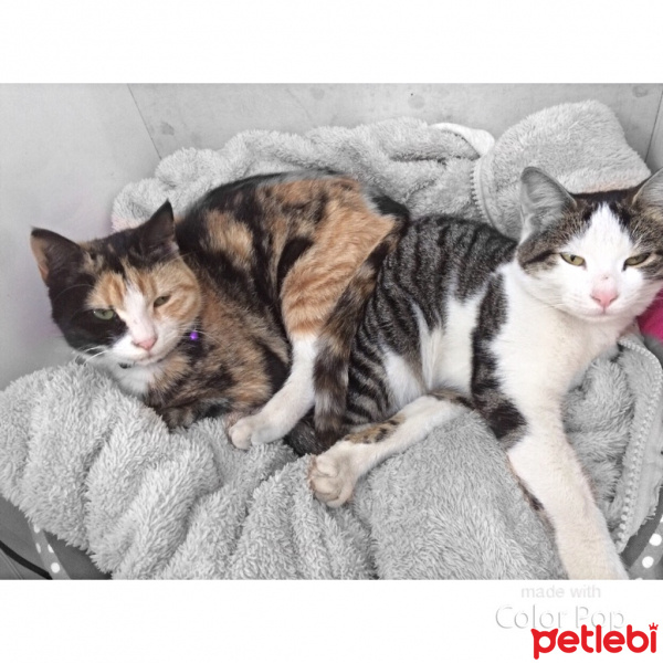 Tekir Kedi, Kedi  Kıtır  fotoğrafı
