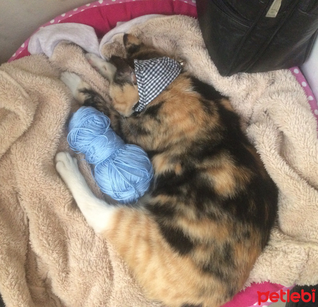 Tekir Kedi, Kedi  Kıtır  fotoğrafı