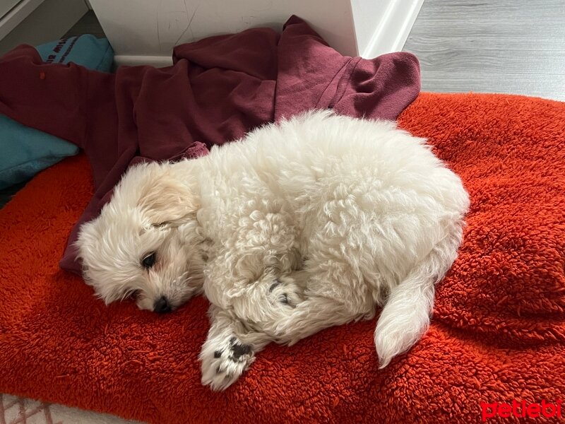 Maltese, Köpek  Papi fotoğrafı