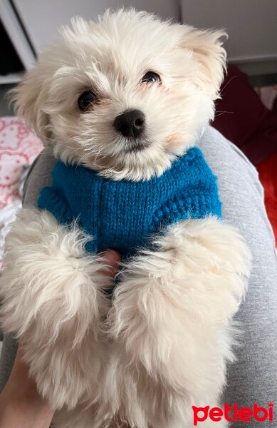 Maltese, Köpek  Papi fotoğrafı