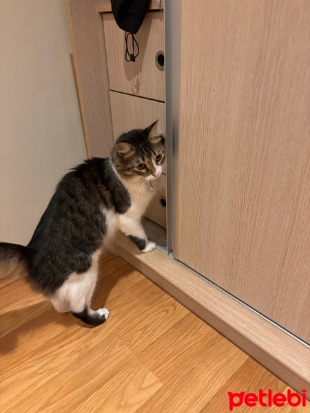 Tekir Kedi, Kedi  Leyla fotoğrafı
