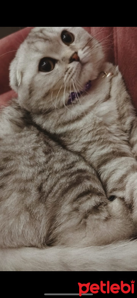 Scottish Fold, Kedi  Pamuk fotoğrafı