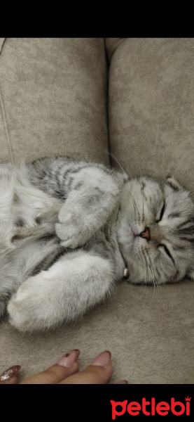 Scottish Fold, Kedi  Pamuk fotoğrafı