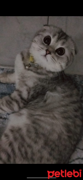 Scottish Fold, Kedi  Pamuk fotoğrafı