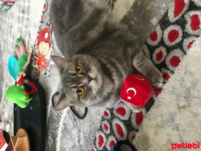 British Shorthair, Kedi  Müezza fotoğrafı