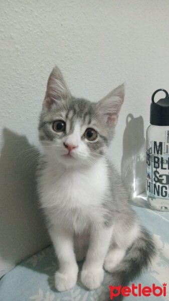 British Shorthair, Kedi  Sütlaç fotoğrafı