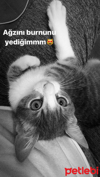 Tekir Kedi, Kedi  Minnoş fotoğrafı