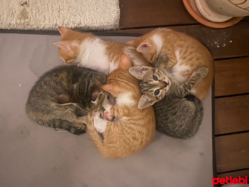 Tekir Kedi, Kedi  Hürrem, Pargalı, Mihrimah, Mustafa, Paşam fotoğrafı