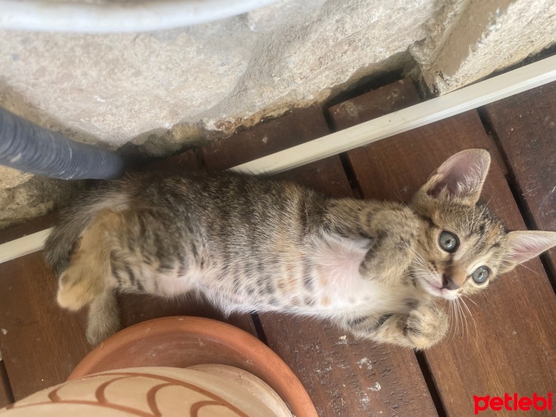 Tekir Kedi, Kedi  Hürrem, Pargalı, Mihrimah, Mustafa, Paşam fotoğrafı