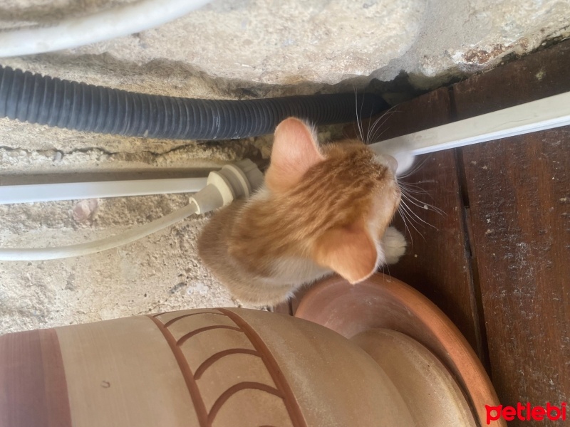 Tekir Kedi, Kedi  Hürrem, Pargalı, Mihrimah, Mustafa, Paşam fotoğrafı