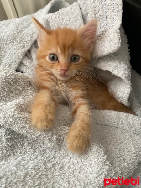 Sarman, Kedi  Simba fotoğrafı