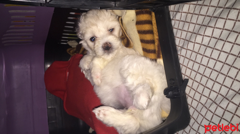 Maltese, Köpek  Duman  fotoğrafı