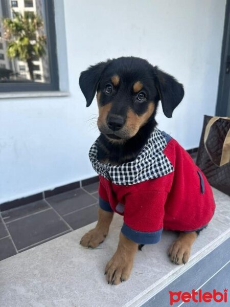 Rottweiler, Köpek  Şans fotoğrafı