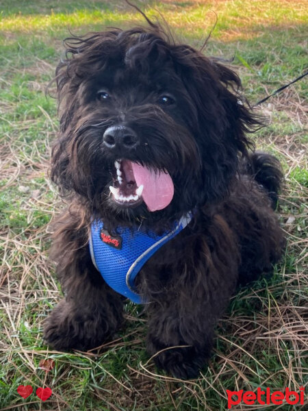 Poodle (Minyatür Kaniş), Köpek  Zeytin fotoğrafı